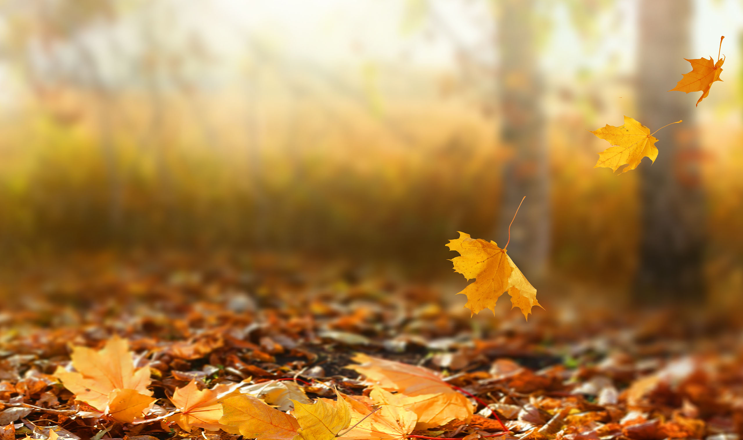 Herbst_3 null